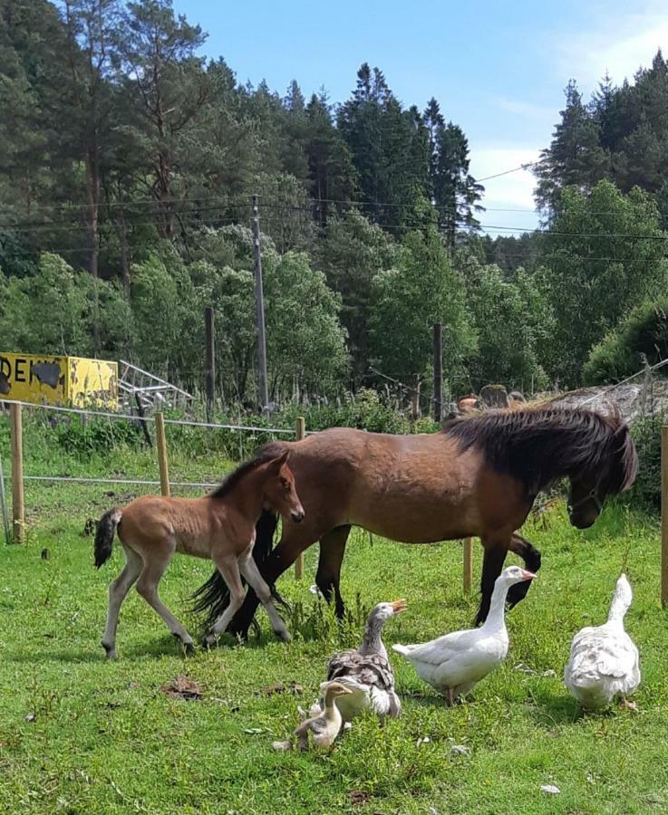 Stall Hav-Vik Farmstay Фарсунн Экстерьер фото